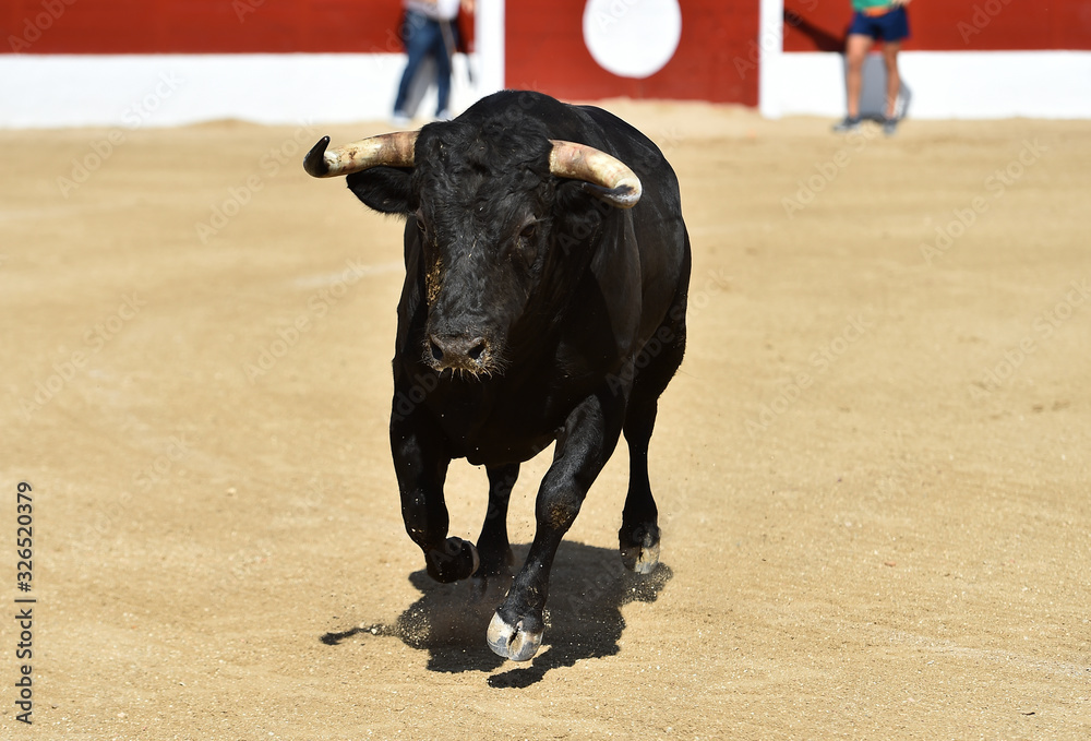 a strong bull running on a traditional spectacle of bullfight a strong bull running on a traditional spectacle of bullfight