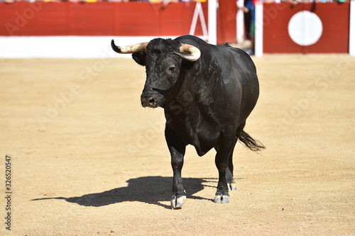 spanish bull with big horns