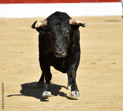 gran toro español en una plaza de toros