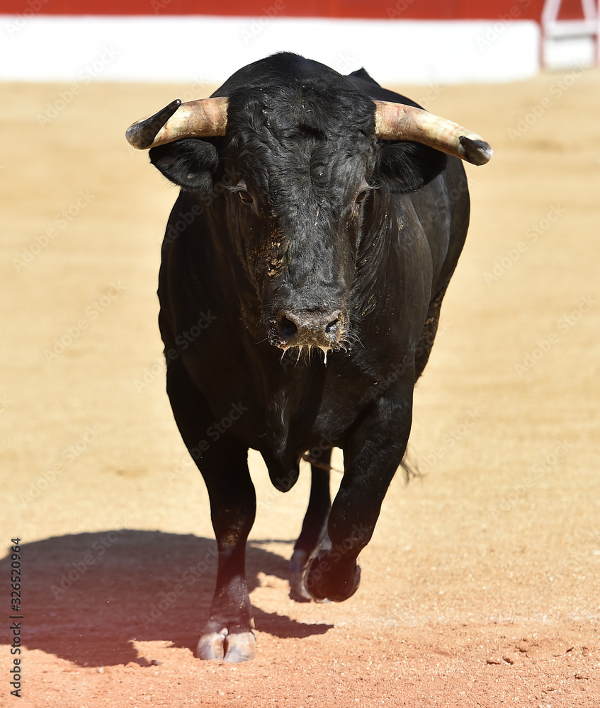 toro bravo español corriendo en una plaza de toros toro bravo español corriendo en una plaza de toros