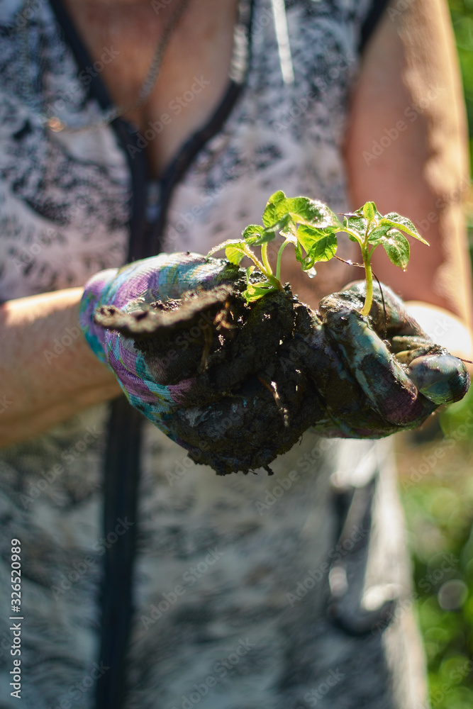 woman gardener holding tomato seedlings in front of her hands
