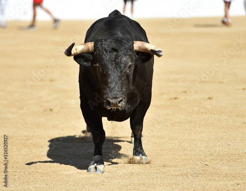 un toro español con mirada desafiante en una plaza de toros