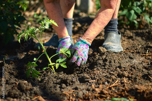 Environment Earth Day In the hands of trees growing seedlings. Close up Farmer hand planting sprout