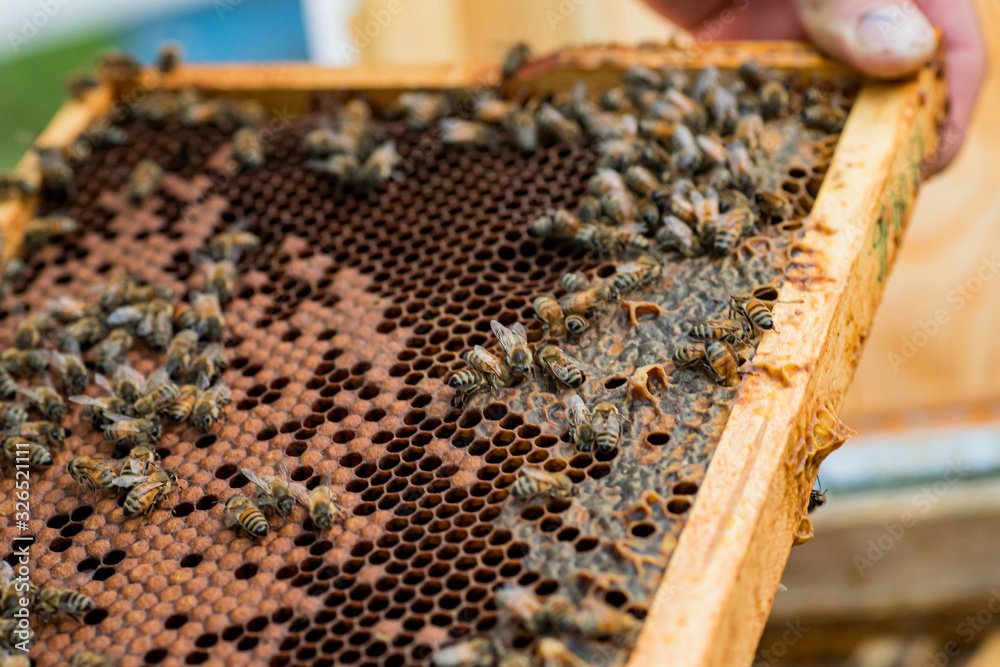 Bees on dark old wax with sealed brood and open cells with honey. Bees on dark old wax with sealed brood and open cells with honey.