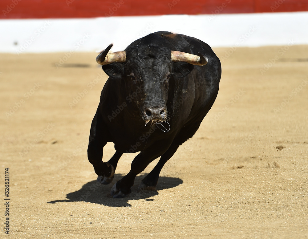 toro bravo español corriendo en una plaza de toros toro bravo español corriendo en una plaza de toros