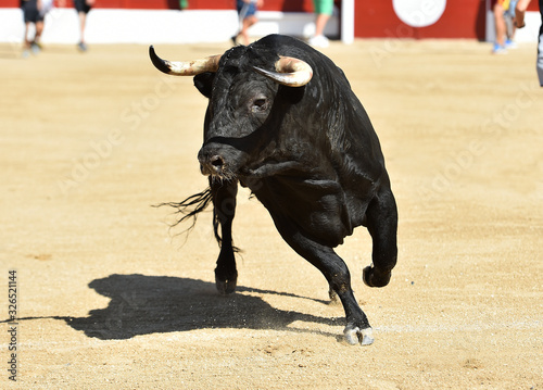 toro bravo español corriendo en una plaza de toros © alberto