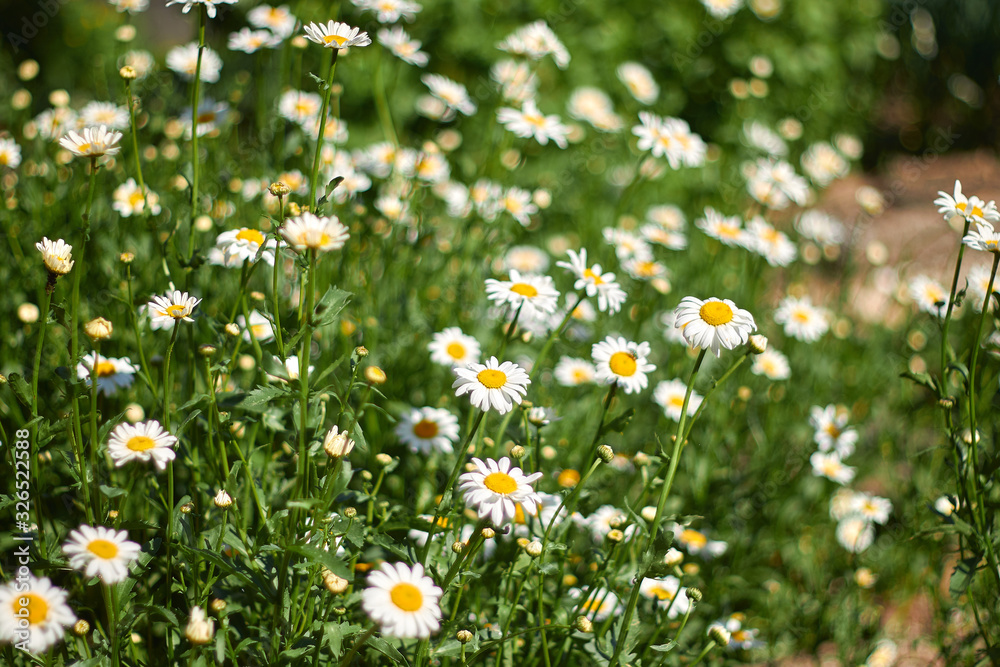 Fototapeta premium aroma, background, beautiful, beauty, blossom, botanical, botany, camomile, chamomile, closeup, daisy, environment, field, flora, floral, flower, garden, grass, green, health, healthy, herb, herbal, m