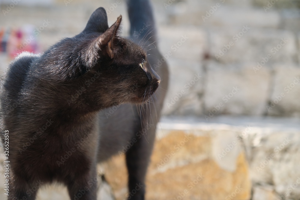 Beautiful adult black male cat, street predator with injured ear, copy space
