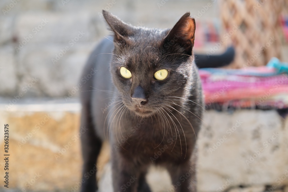 Beautiful adult black male cat with yellow eyes, outdoor