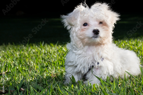 cachorro blanco