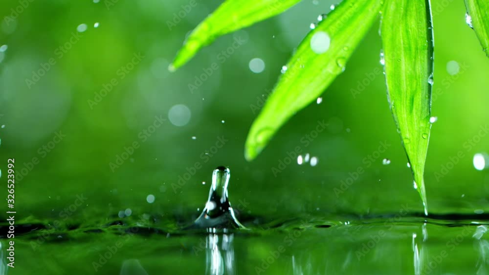 fresh green leaves with water drops over the water , relaxation with water ripple drops concept , filmed on cinema slow motion camera at 1000 fps