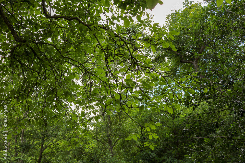 green leaves of tree canopy, low angle view green leaves of tree canopy, low angle view