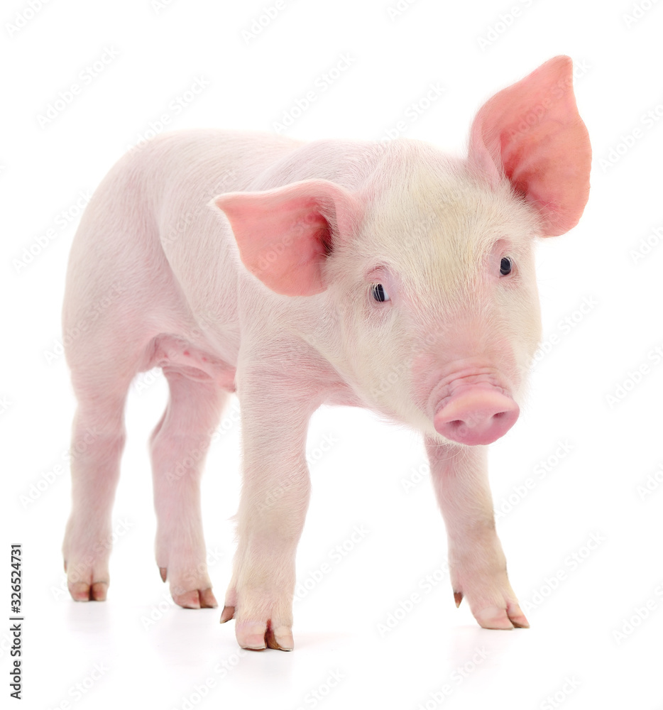 Pig on white Pig on white