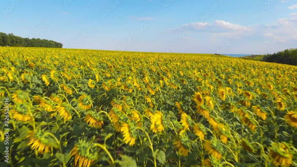 Flying a drone over a field with sunflowers at sunset before a thunderstorm against a background of thunderclouds in soft evening light Flying a drone over a field with sunflowers at sunset before a thunderstorm against a background of thunderclouds in soft evening light