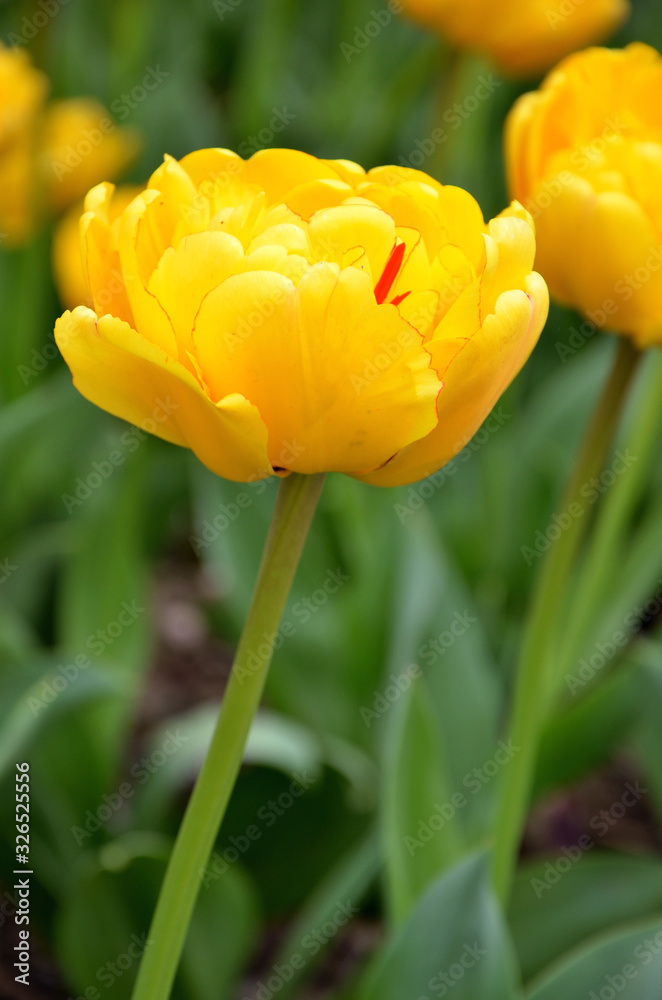 Obraz premium beautiful yellow tulip in the garden bokeh
