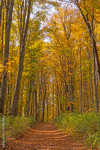 Forest Path Through Arching Trees in the Autumn © wildnerdpix