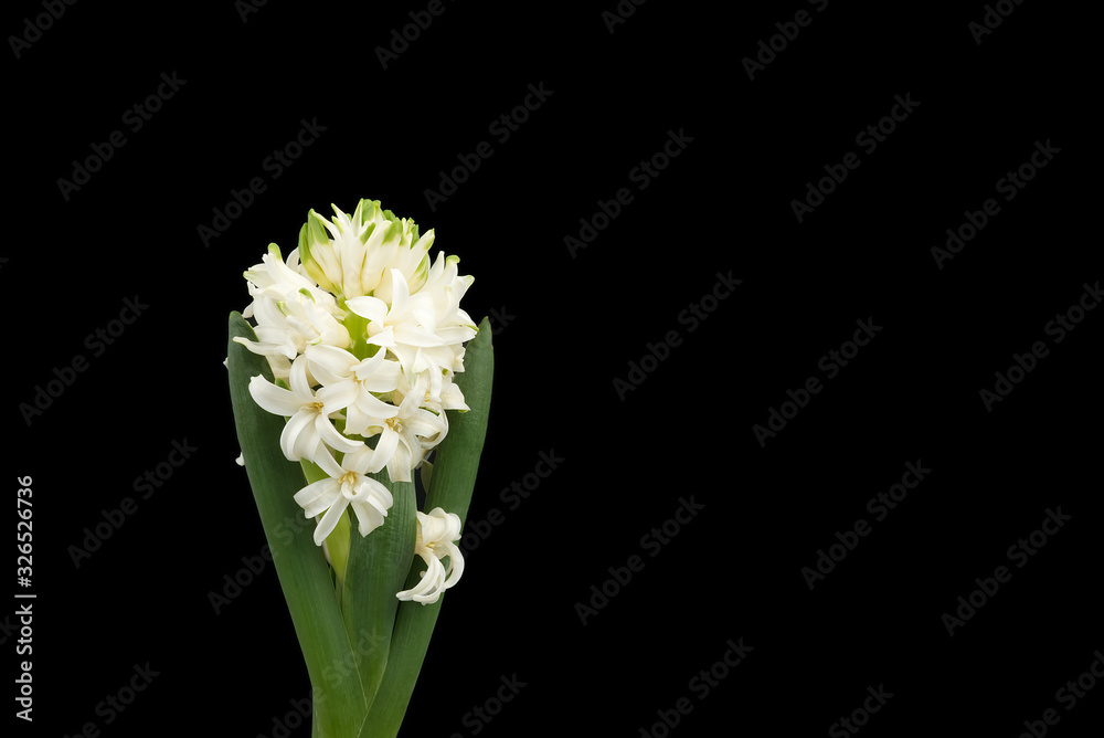 close up white hyacinth flowers isolated on black