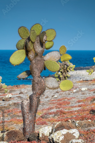 Stunning jurassic coastal landscaoes, with unique tall cactus trees, Plaza Sur Island, Galapagos Islands, Ecuador. photo