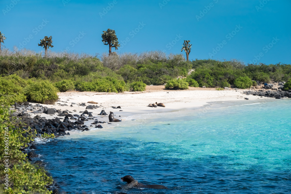 Obraz premium Primeval coastal landscapes on Santa Fe Island, with sea lions, marine iguanas and boobies, Galapagos Islands, Ecuador