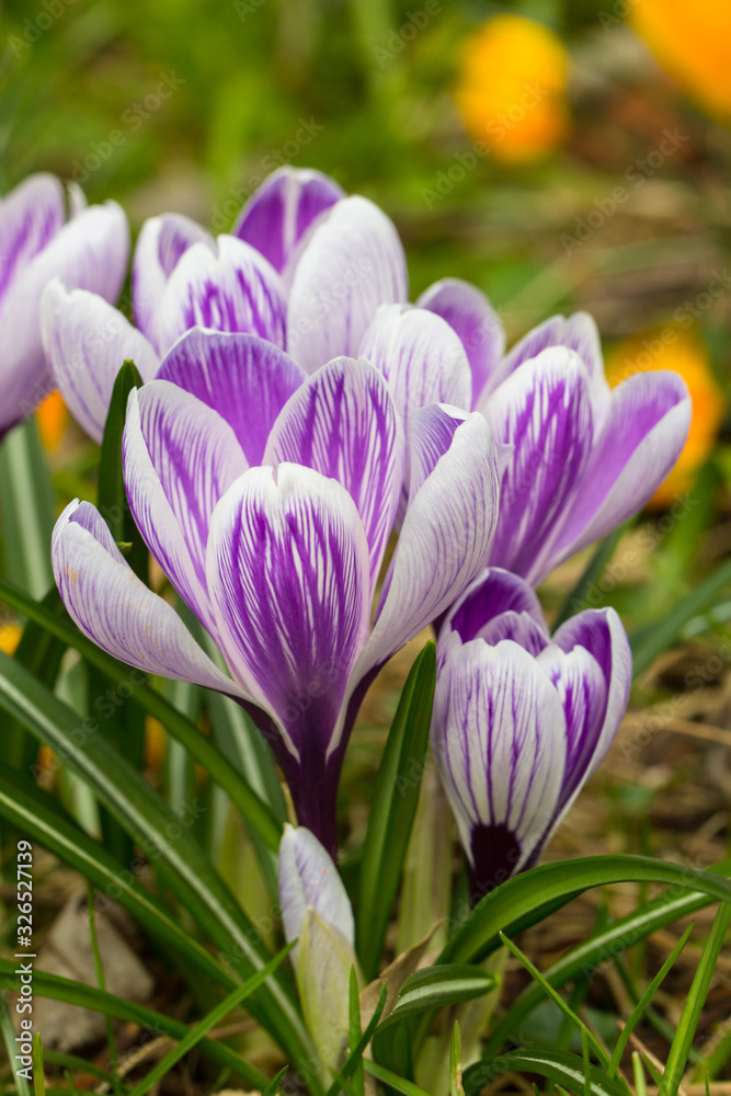 Crocuses - an early spring flowers Crocuses - an early spring flowers