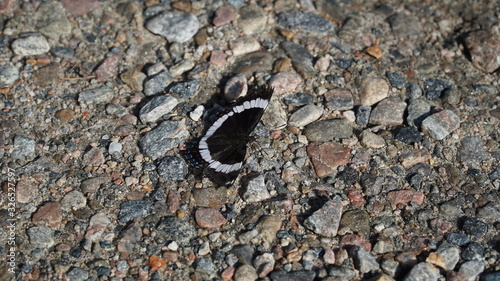 butterfly on rocks