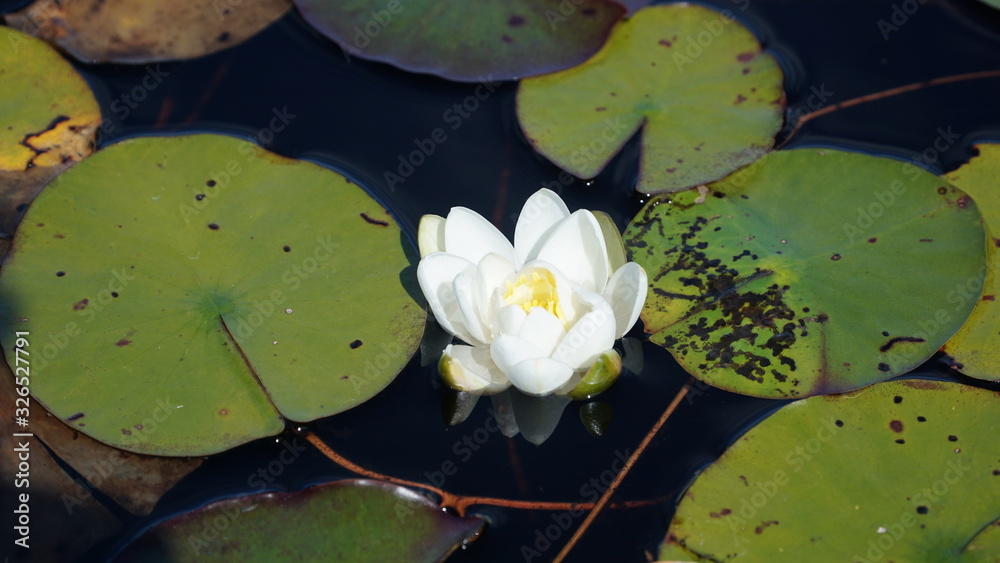 white water lily in the pond white water lily in the pond
