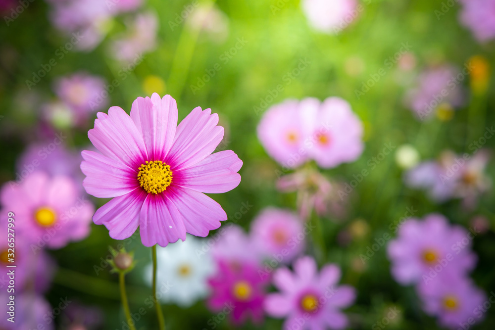 Beautiful Cosmos flowers in garden. Nature background. Beautiful Cosmos flowers in garden. Nature background.