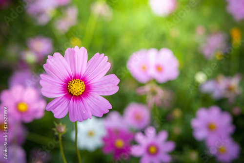  Beautiful Cosmos flowers in garden. Nature background.