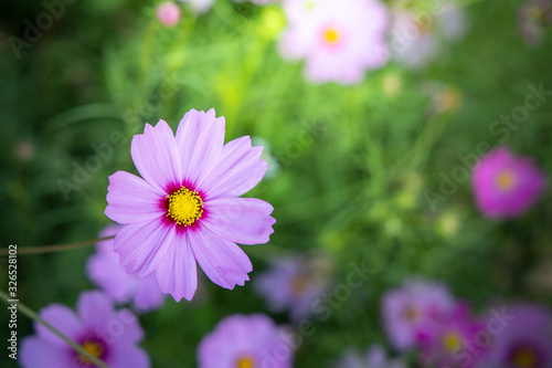  Beautiful Cosmos flowers in garden. Nature background.