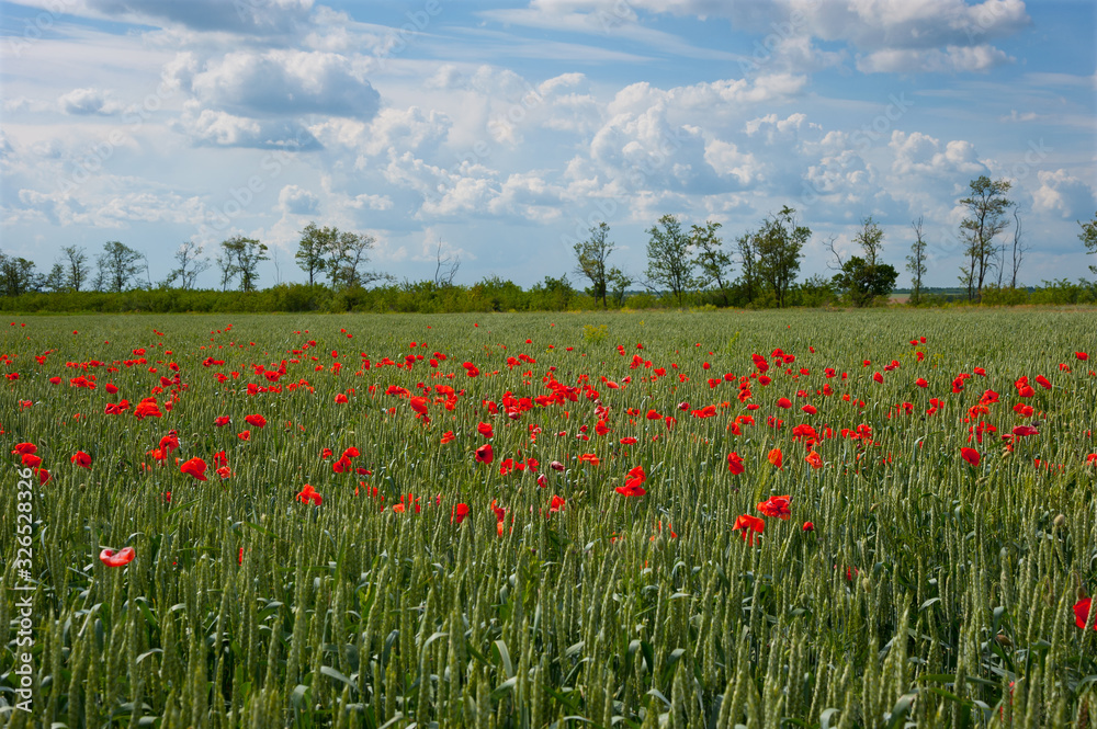 Poppies on a wheat field, spring.