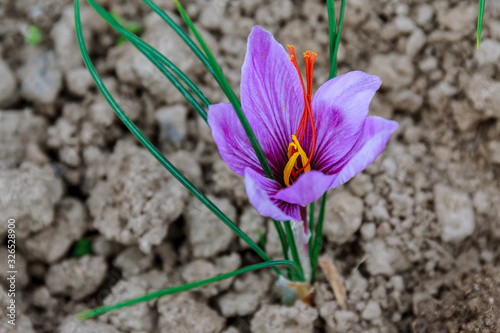 Saffron flowers on a saffron field during flowering. photo