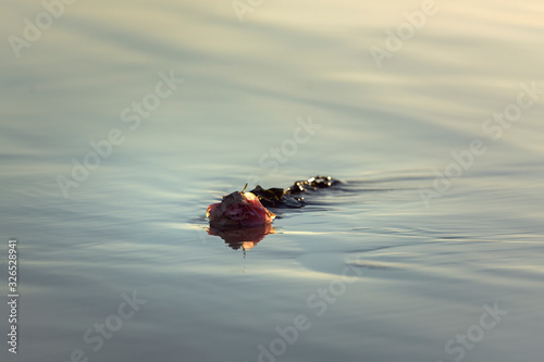 Lost Love, Rose laying on the beach, Byron Bay Australia © Gary