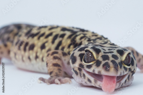 gecko funny