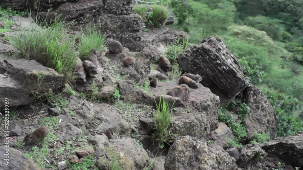 Group of Rock Hyrax in lake Nakuru, Kenya wildlife safari Group of Rock Hyrax in lake Nakuru, Kenya wildlife safari
