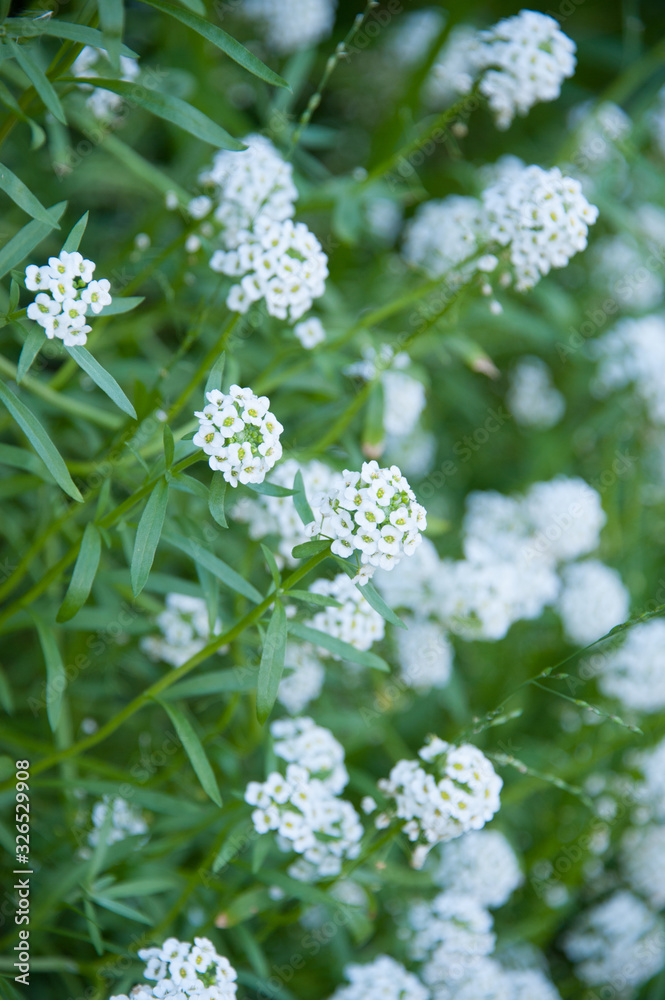 Sweet Alyssum, small white flowers Sweet Alyssum, small white flowers