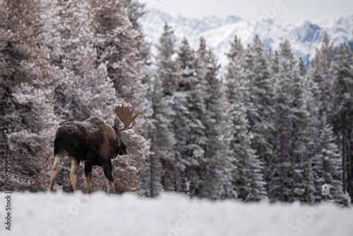 Moose in Snow in Jasper Canada © Harry Collins