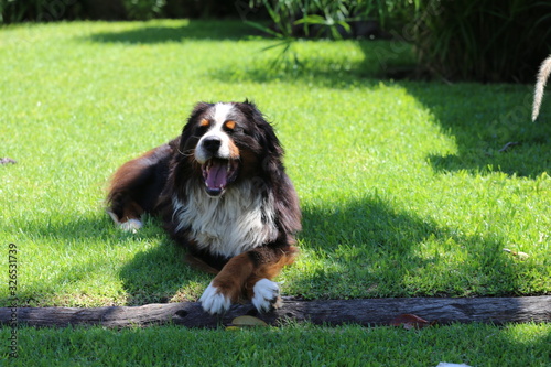 Bernese Mountain dog 