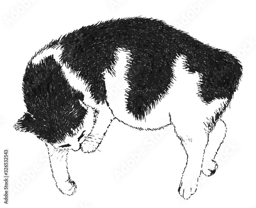 Sleeping black and white cat. Ink drawing. Drawn by hand. There is an option in the vector.