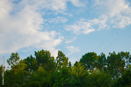 Trees under the sky background