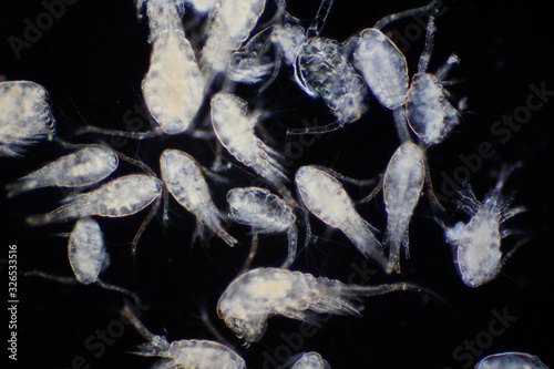 Copepod (Zooplankton) are a group of small crustaceans found in marine and freshwater habitat. photo