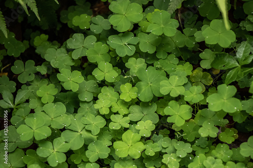 Wallpaper Mural Delicious Edible Leaves of Wood Sorrel Growing on the Forest Floor Torontodigital.ca