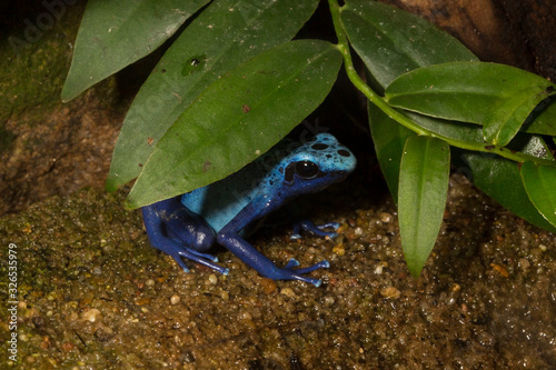 The blue poison dart frog or blue poison arrow frog (Dendrobates tinctorius 