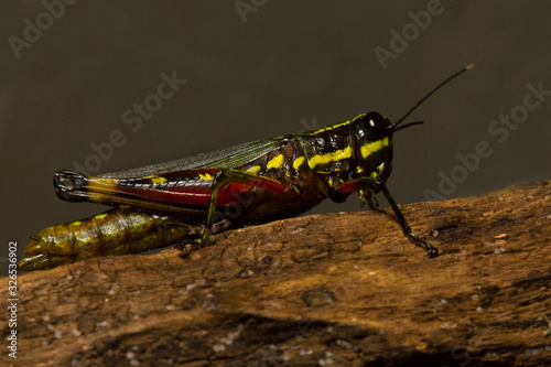 The Variegated grasshopper (Zonocerus variegatus).