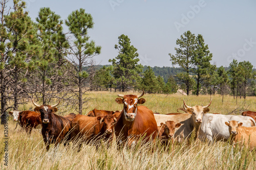 Cattle on mixed woodland-savannah pasture.