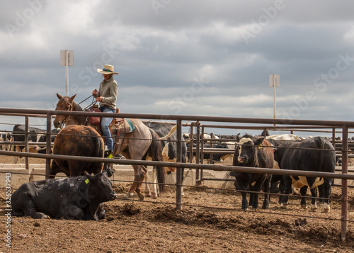 A pen rider moves a now healthy steer out of the hospital pens.