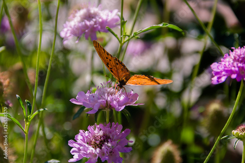 beautiful monarch butterfly fluttering over lilac flowers and thistles