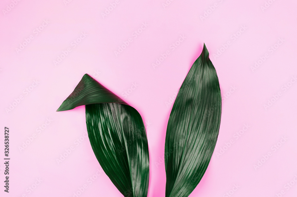 Fototapeta Uszy królika wykonane z naturalnych zielonych liści tropikalnych na różowym pastelowym tle. Koncepcja kreatywna Wielkanoc.