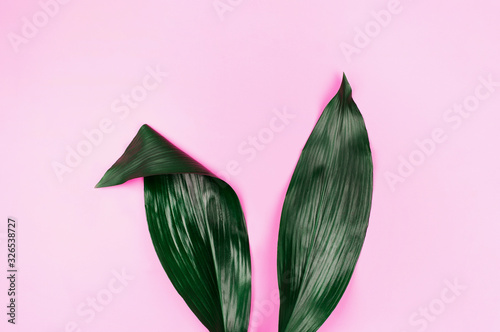 Fototapeta Uszy królika wykonane z naturalnych zielonych liści tropikalnych na różowym pastelowym tle. Koncepcja kreatywna Wielkanoc.