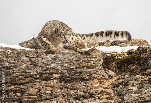 Photography Himalaya Sow Leopard