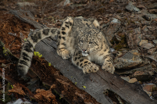 Himalaya Sow Leopard © Chris